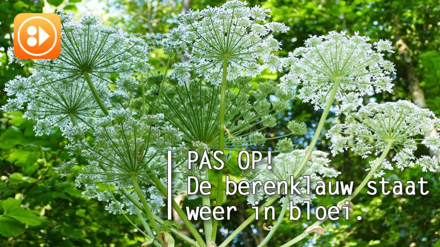 Oppassen! De berenklauw is er weer!